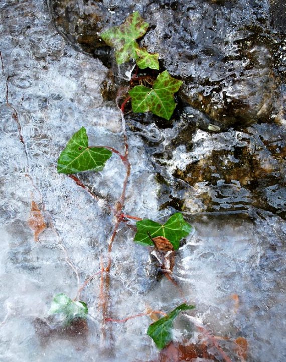 Ice at Forest Hill Park